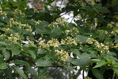 Nothapodytes nimmoniana